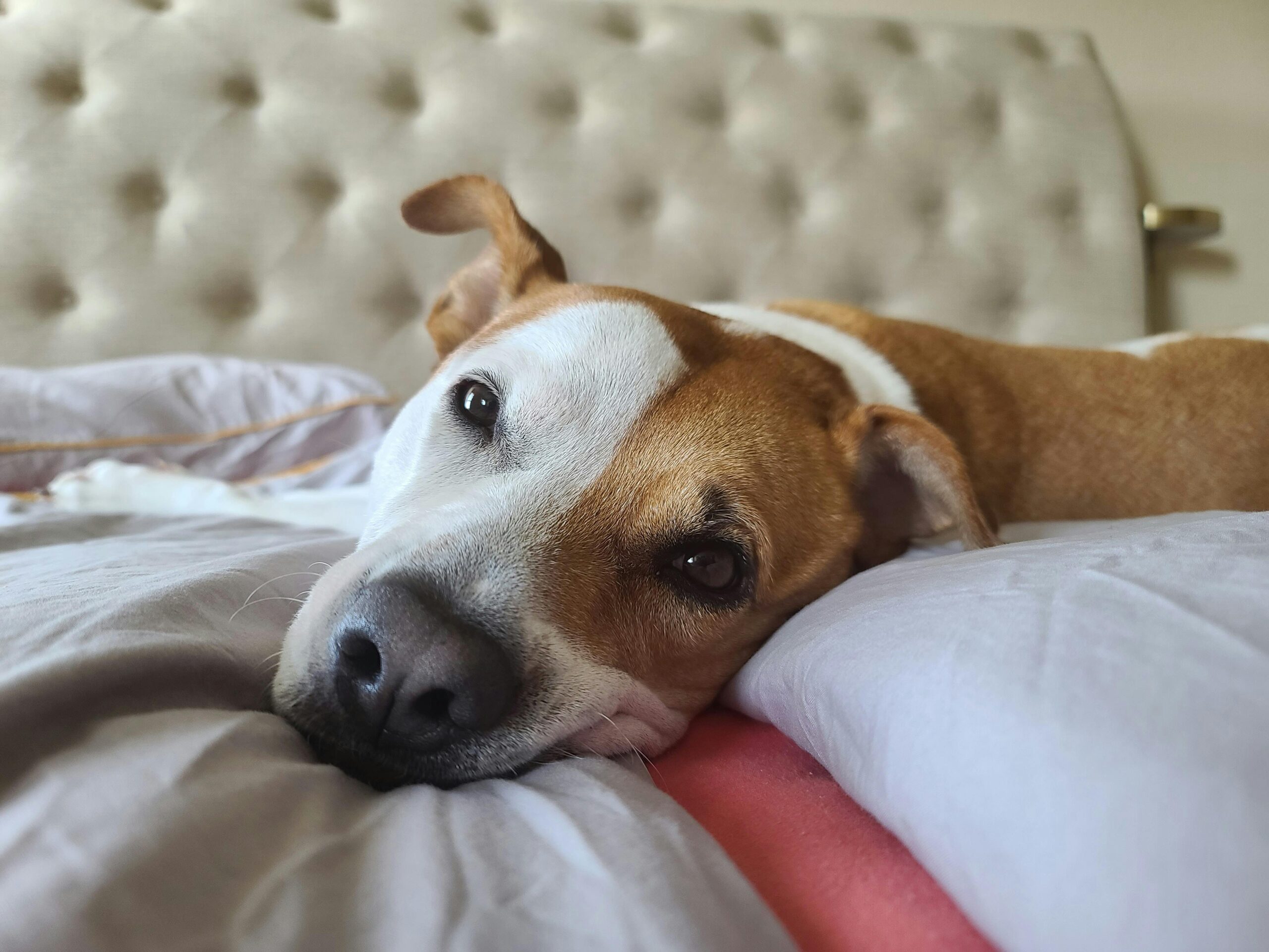 Relaxed dog resting on a bed during a Furfolk overnight in-home pet stay in Brisbane