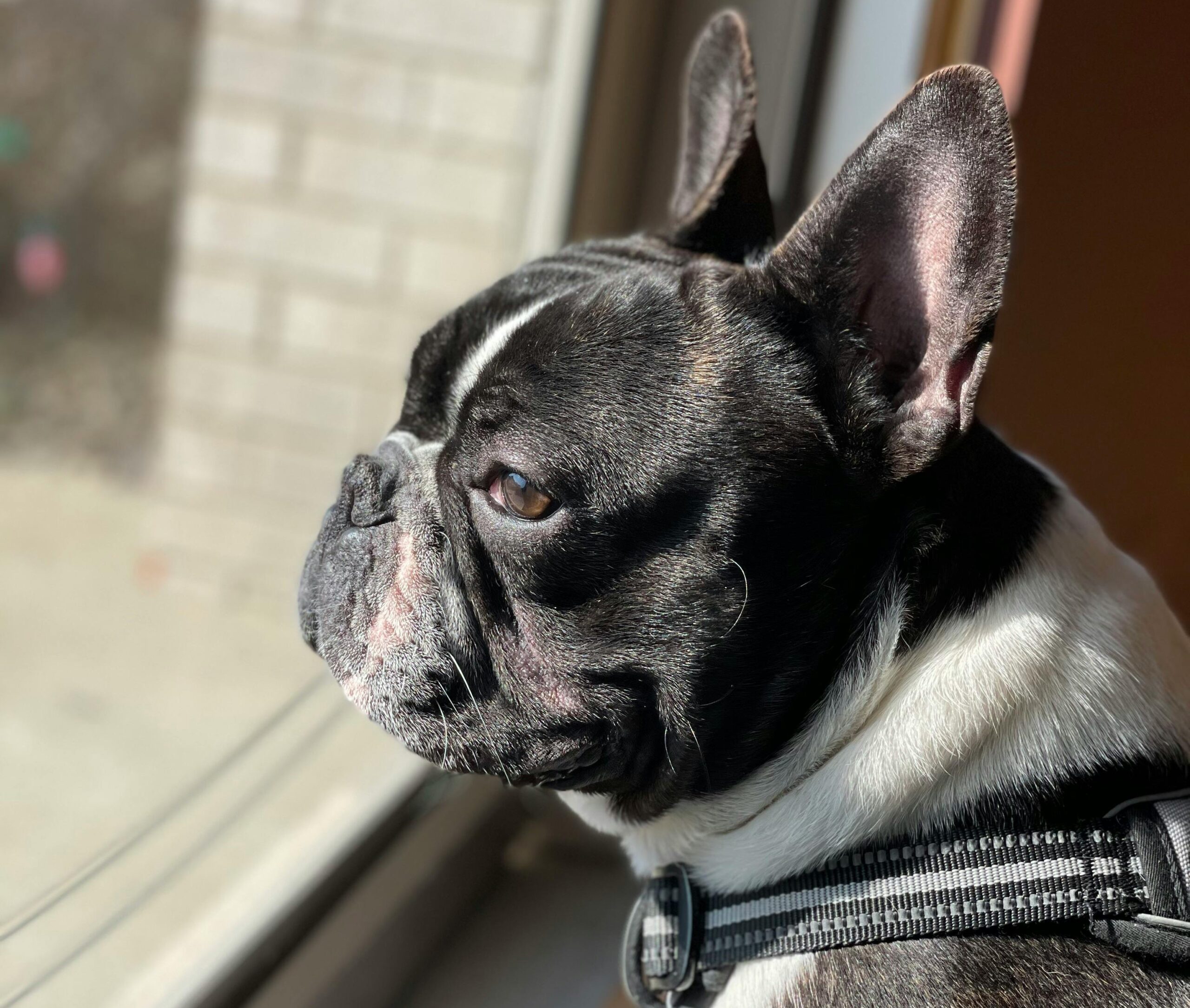 French Bulldog looking out the window during a Furfolk holiday drop-in visit in Brisbane