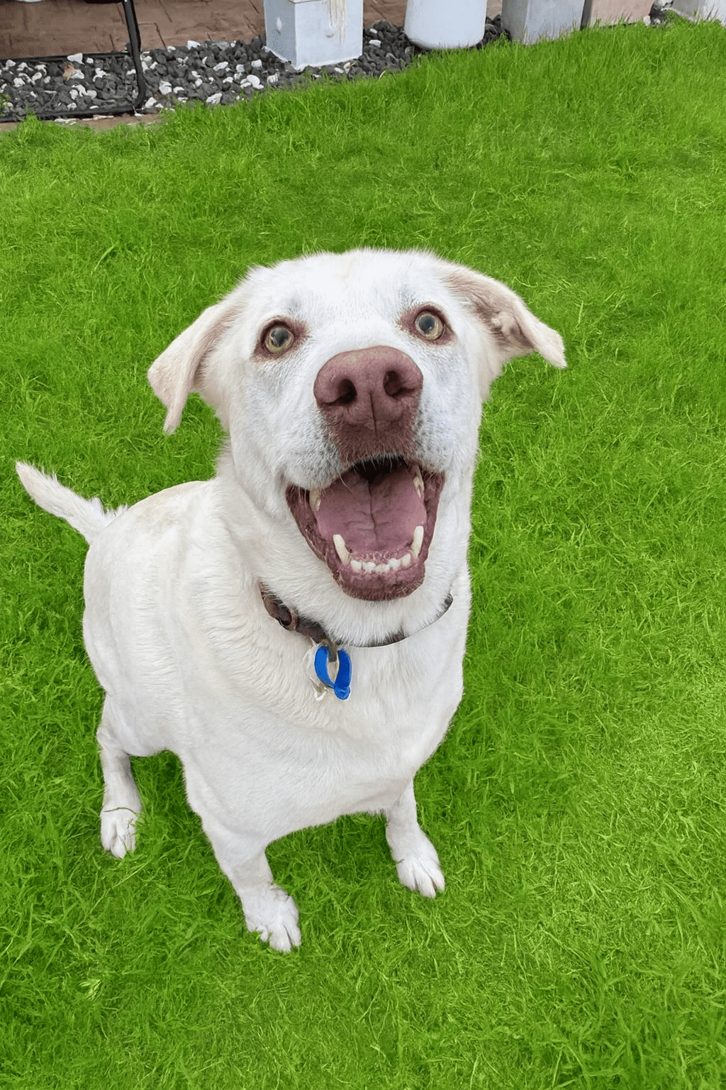 Happy white dog sitting on bright green grass after a Furfolk Pet Care dog walking session in Brisbane.