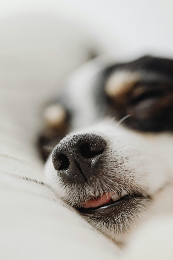 Close-up of a sleeping dog resting peacefully after an overnight stay with Furfolk Pet Care in Brisbane.