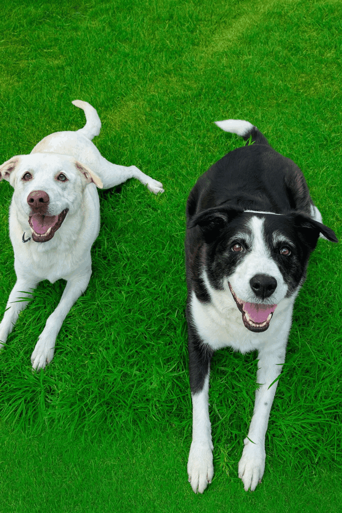 Two happy dogs relaxing on green grass after a Furfolk Pet Care dog walking session in Brisbane.
