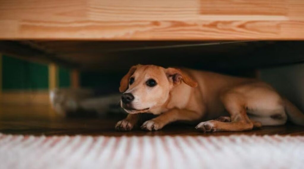 Dog hiding under furniture during a storm, showing signs of anxiety and fear triggered by thunder