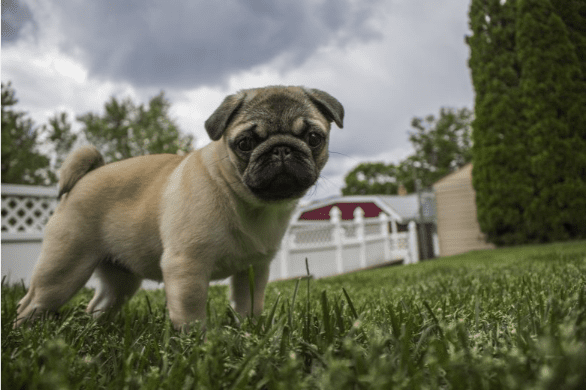 Small dog standing outdoors as storm clouds gather, illustrating how storms can trigger anxiety in pets