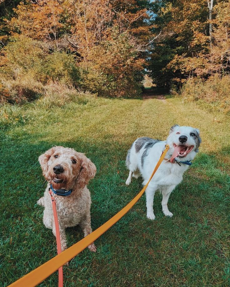 Two happy dogs on leads during a Brisbane dog walking session with Furfolk Pet Care