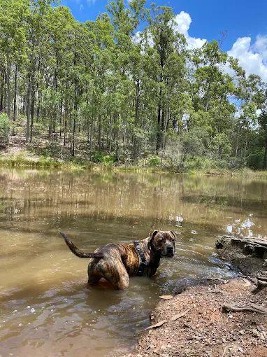 Dog playing in shallow water at Bunyaville Conservation Park near Arana Hills