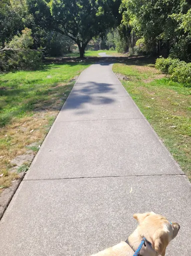 Small dog walking along a sunny footpath at Wightman Reserve in Arana Hills