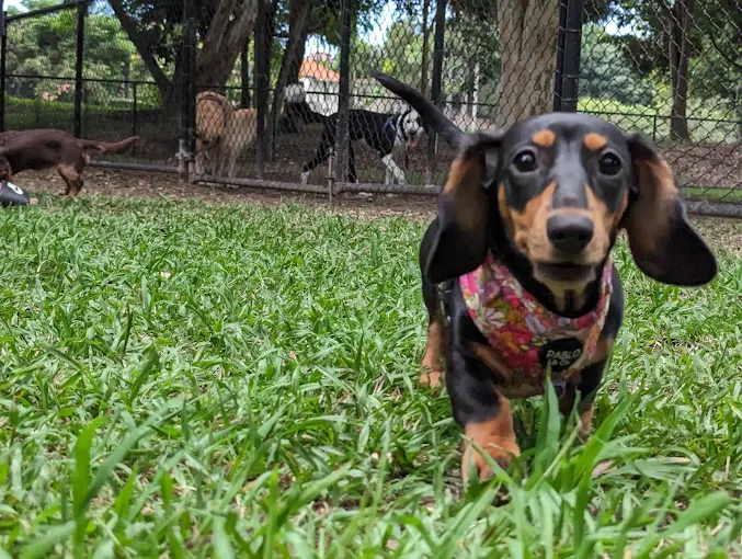 Small dog sitting on grass at William Scott Park fenced dog park in Arana Hills