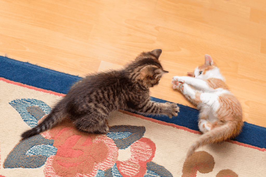 Two kittens playing together on a rug indoors during a Pop & Play visit.