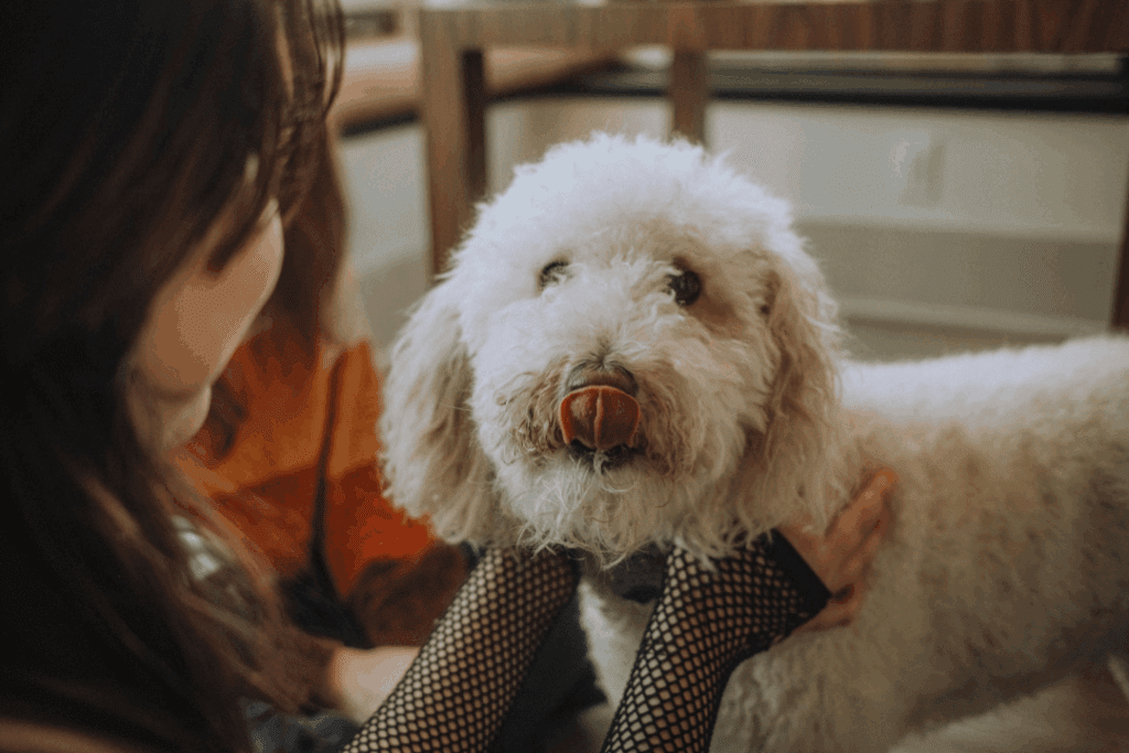 Fluffy white dog being gently patted by a sitter at home, calm and happy after a Pop & Play visit.