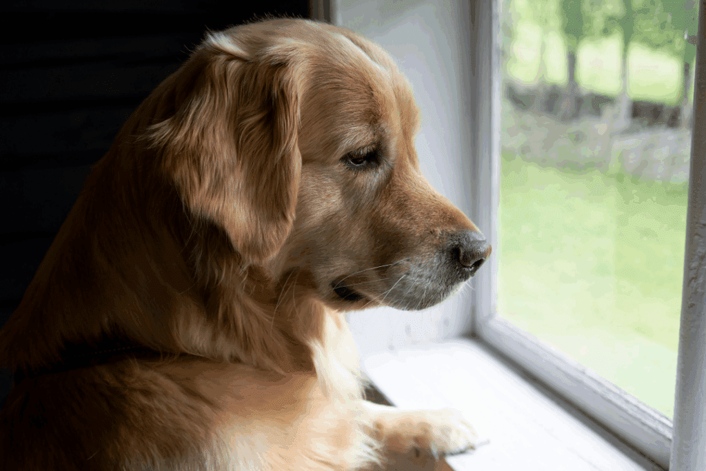 Golden retriever looking out the window at home, keeping watch between Pop & Play visits.