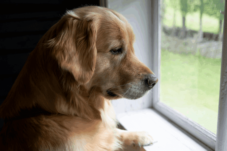 Golden retriever looking out the window at home, keeping watch between Pop & Play visits.