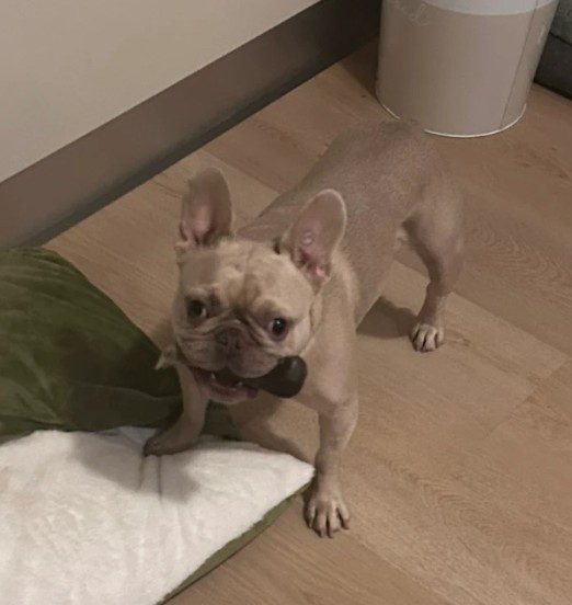 French bulldog standing in the living room after a Brisbane dog walking and pet sitting visit.