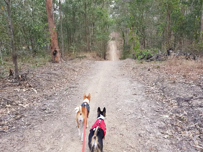 Two small dogs walking along a bushland trail in Ferny Hills with their dog walker, showing relaxed one-on-one dog walking Ferny Hills.