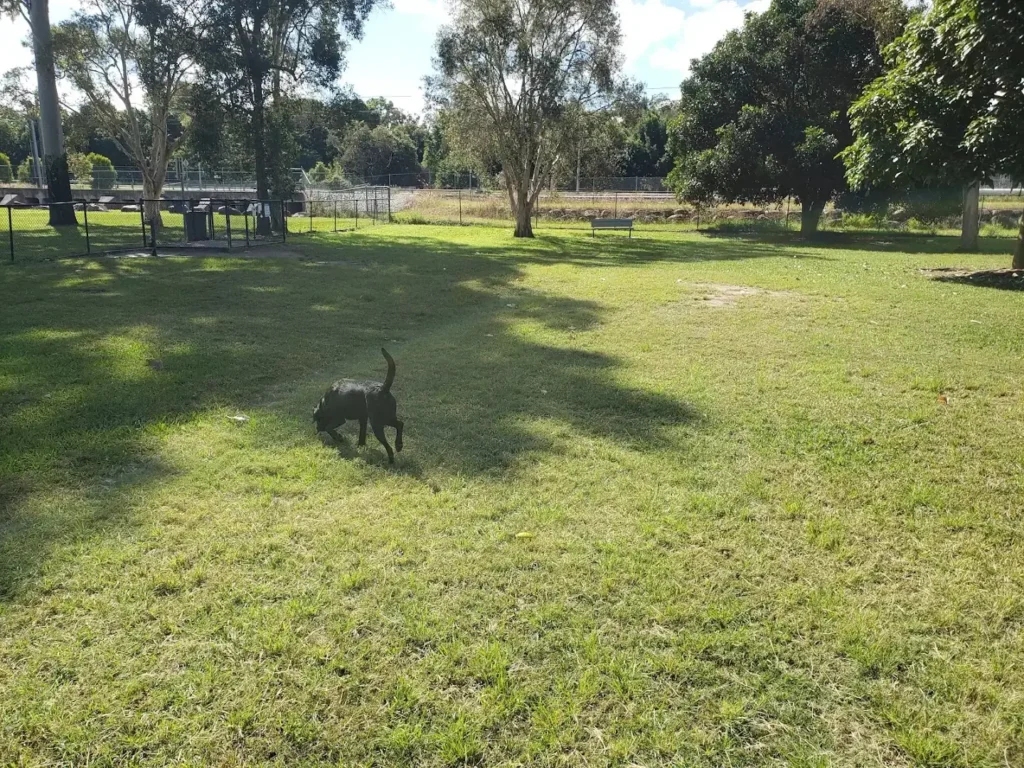 Dog exploring the grassy off-leash area at Ferny Hills dog park on a sunny day.
