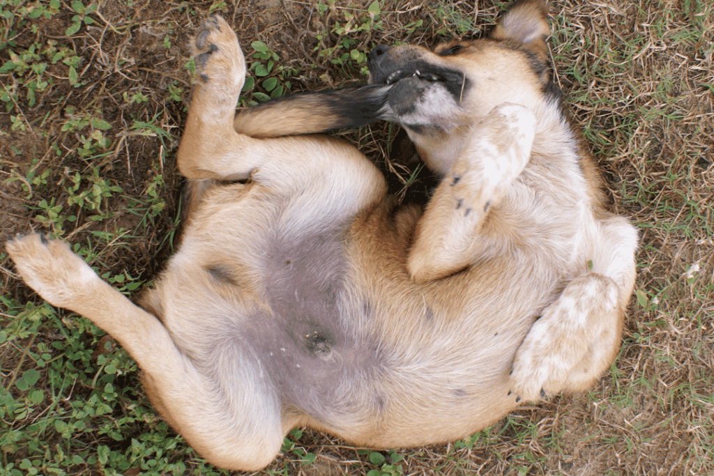 Playful dog lying on its back on the grass, stretching and rolling during a backyard play break.