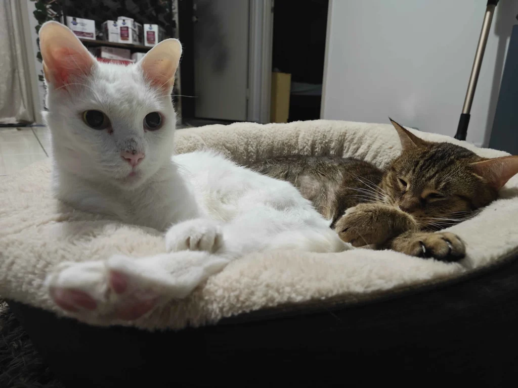 White cat resting comfortably at home during Furfolk’s in-home pet sitting visit in Brisbane.