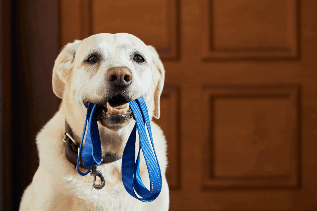 Happy light-coloured dog holding a blue leash in its mouth, waiting by the front door for a walk.