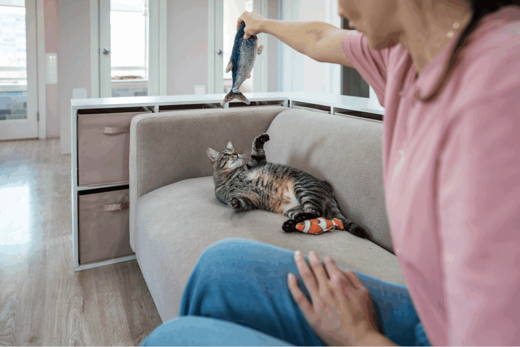 Cat playing on the couch with an in-home pet sitter during an overnight stay.