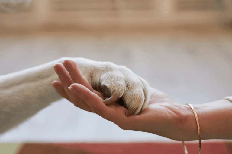 Dog’s paw resting gently in a person’s hand, symbolising trust in a pet sitter.