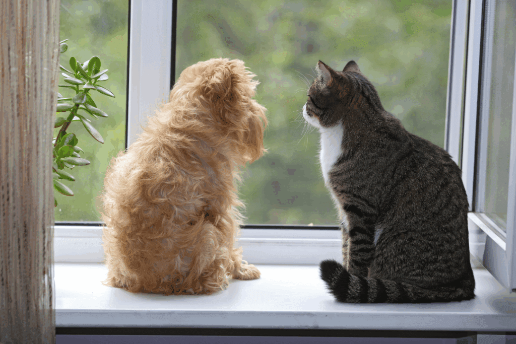 Two cats sitting on a windowsill looking outside, waiting at home for a Pop & Play visit.