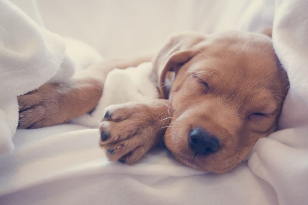 Small puppy sleeping peacefully on a blanket after being cared for by a pet sitter.