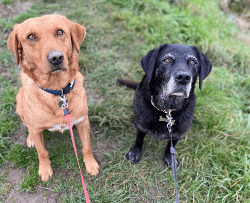 Two dogs on leads sitting on grass, one golden and one older black dog, looking up at the camera.