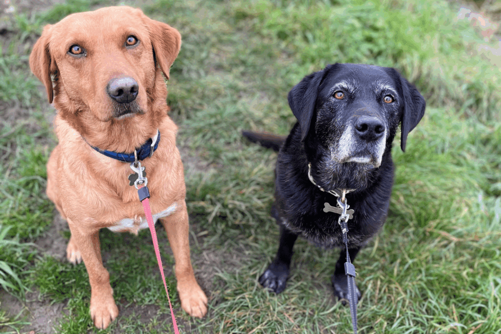 Two dogs on leads sitting on grass, one golden and one older black dog, looking up at the camera.
