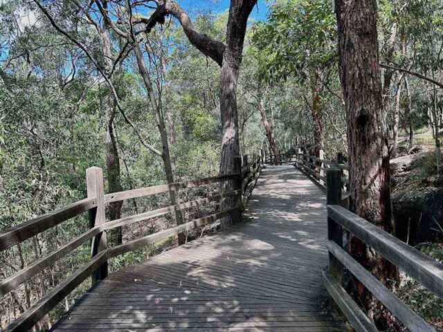 Shaded boardwalk walking track in Toohey Forest, Brisbane, suitable for dog walking during hot summer days