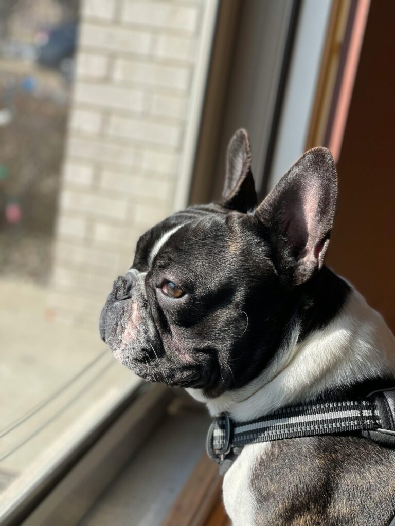 Small black and white dog looking out the window, waiting at home for a holiday pet sitter.
