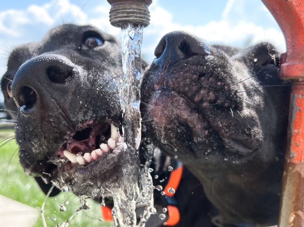Two dogs drinking fresh water from a portable bottle during a hot day to stay hydrated