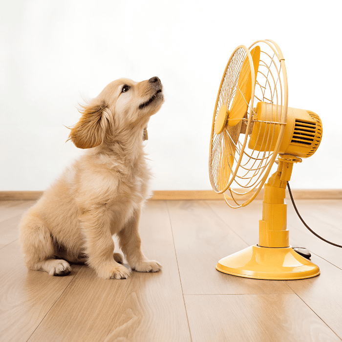 Dog sitting near a fan indoors to help cool down during hot weather