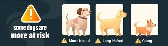 Visual guide showing dogs most at risk of heatstroke, including flat-faced breeds, puppies, senior dogs and overweight dogs