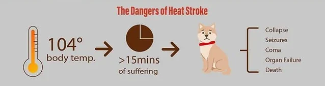 Temperature chart showing how quickly dogs can develop heatstroke during exercise in hot weather