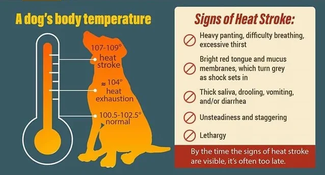 Infographic showing signs of heatstroke in dogs and safe temperature guidelines for walking dogs in hot Brisbane weather