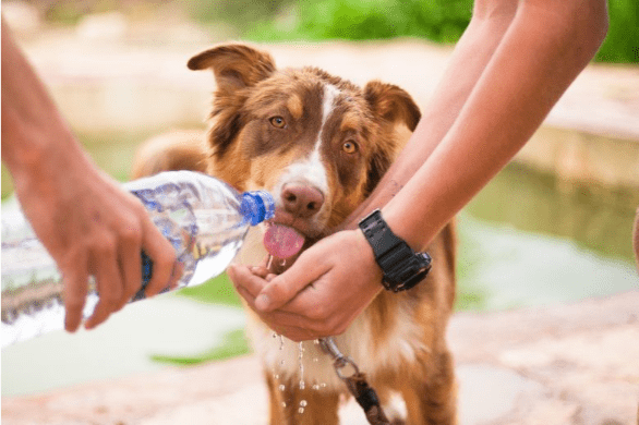 Person giving first aid to an overheated dog outdoors, demonstrating emergency care during hot weather