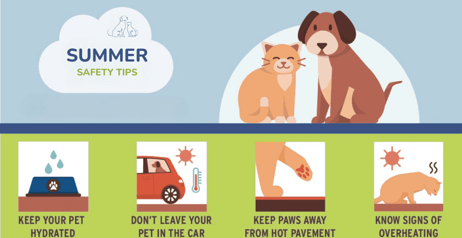 Infographic showing summer safety tips for dogs and cats, including hydration, shade, cooler walking times and heat stress prevention