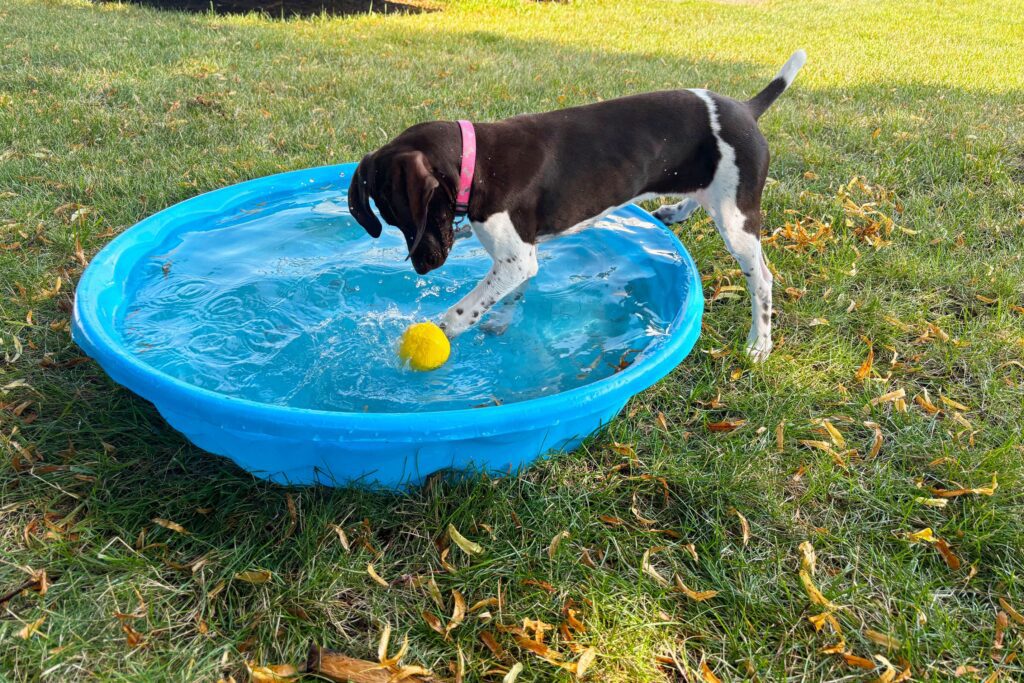 Dog cooling off in a shallow paddling pool as a safe alternative to creek swimming during hot weather