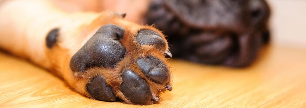 Close-up of a dog’s paws showing potential burn risk from hot pavement during summer heat