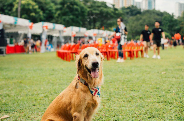 Dog sitting calmly at a Brisbane dog-friendly event with market stalls and people in the background