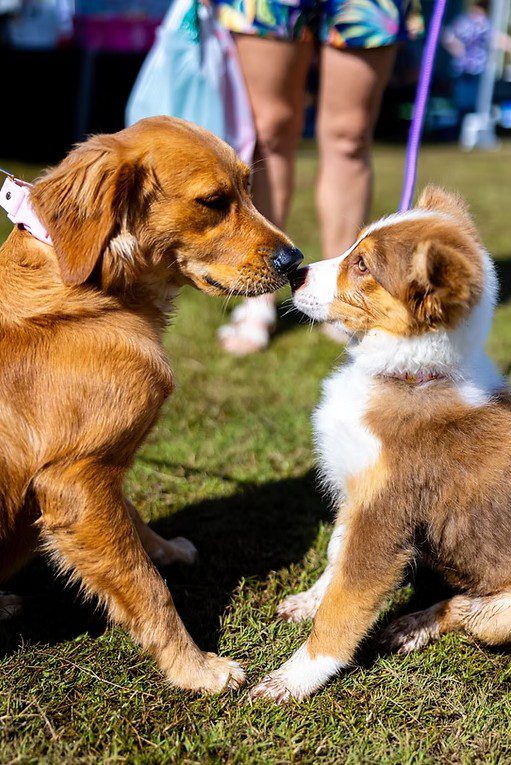 Two dogs calmly interacting at the Dogs on the Green event in Brisbane, showing positive on-lead socialisation