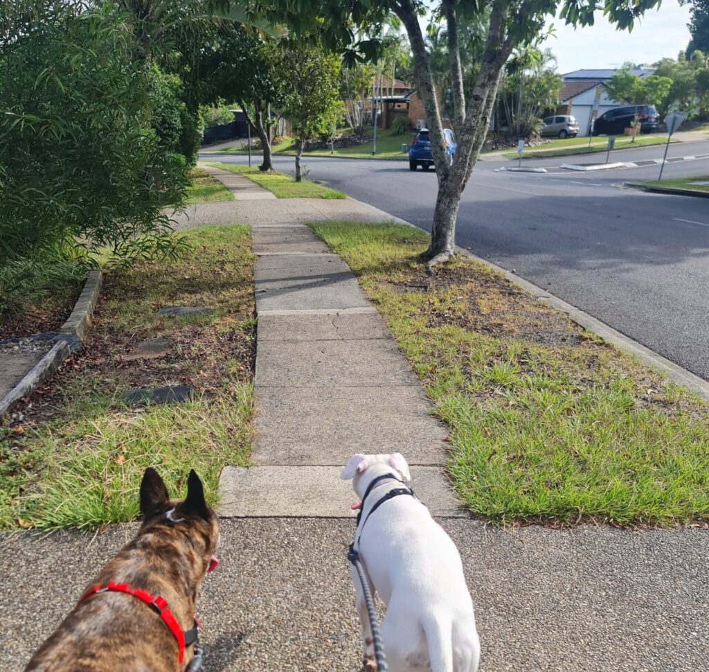 Dogs walking along a suburban footpath in Keperra Brisbane