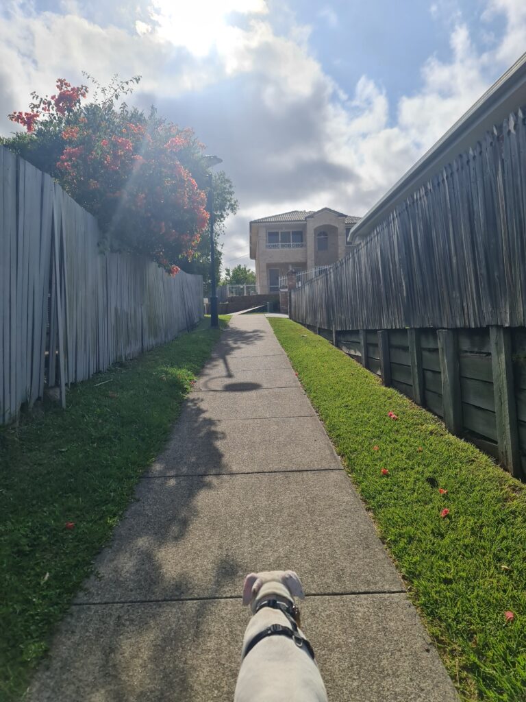 Dog walking along a quiet footpath in Keperra Brisbane