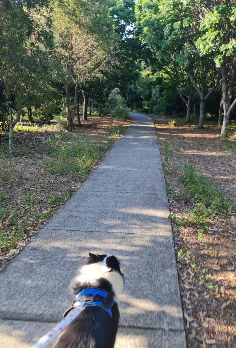 Dog on lead enjoying a quiet dog walking path in Brisbane Northside