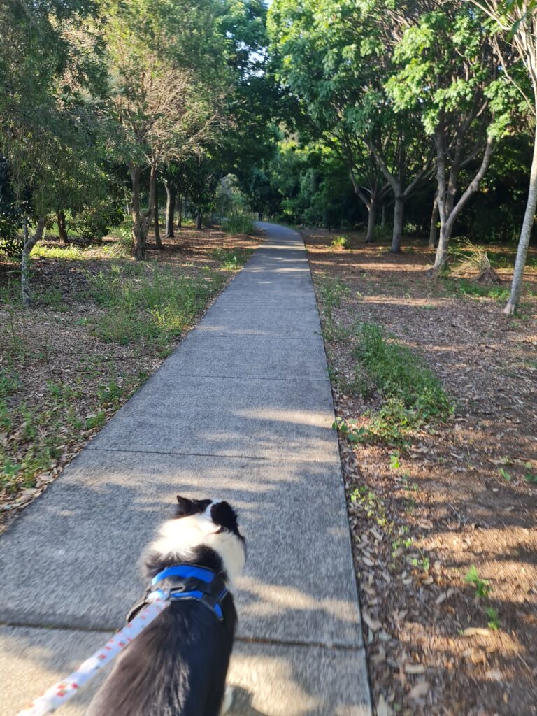 Dog walking along a shaded footpath in Warner with a local dog walker