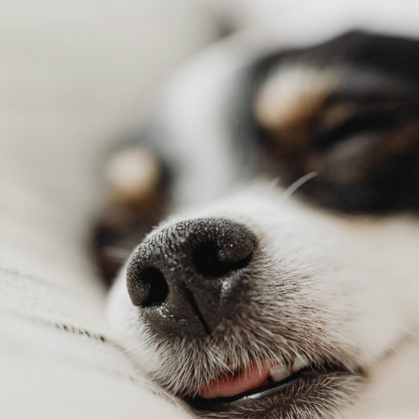 Close-up of a sleeping dog resting peacefully after an overnight stay with Furfolk Pet Care in Brisbane.